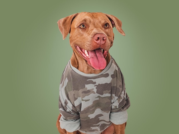 Cute brown dog and military shirt Closeup indoors Studio shot Congratulations for family loved ones relatives friends and colleagues Pets care concept