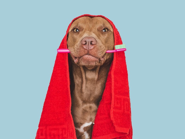 Фото Милая коричневая собака, красное полотенце и зубная щетка крупным планом в помещении студийный снимок изолированный фон концепция обучения уходу, дрессировке послушания и воспитанию домашних животных