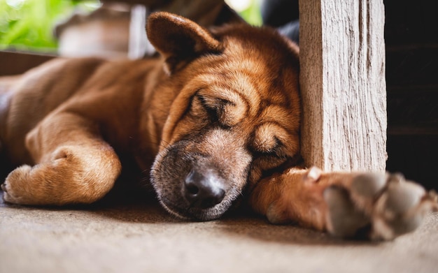 바닥에서 자고 있는 귀여운 갈색 개