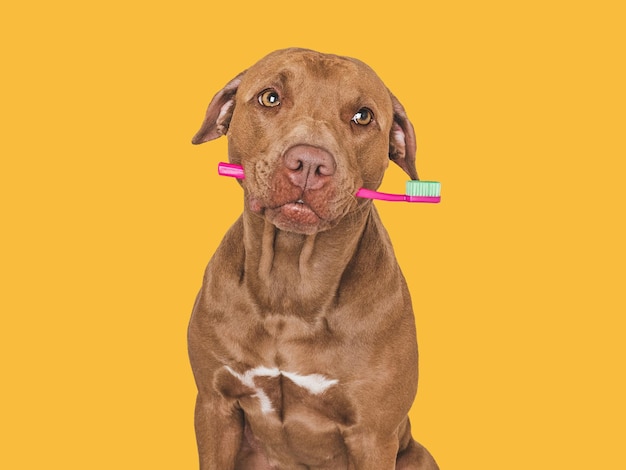 Cute brown dog and toothbrush Closeup indoors Studio photo isolated background Concept of care education obedience training and raising pets