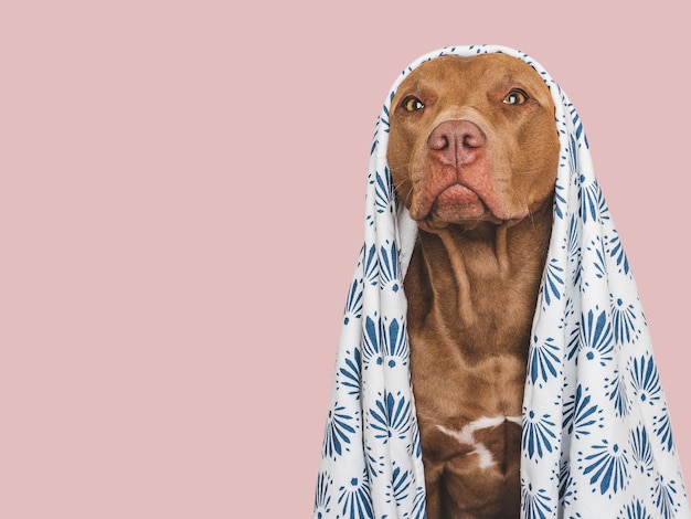 Cute brown dog and white towel Grooming dog Closeup indoors Studio photo Concept of care education obedience training and raising pets