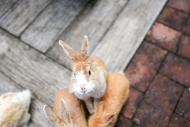 Cute Brown Easter Bunny Standing And Looking At Camera