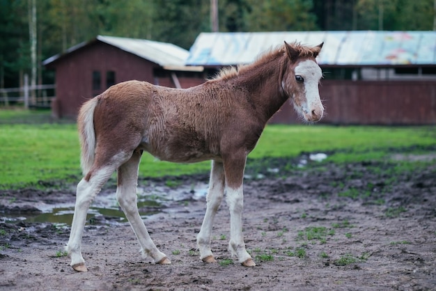 Cute brown foal walking through the farm exploring the world