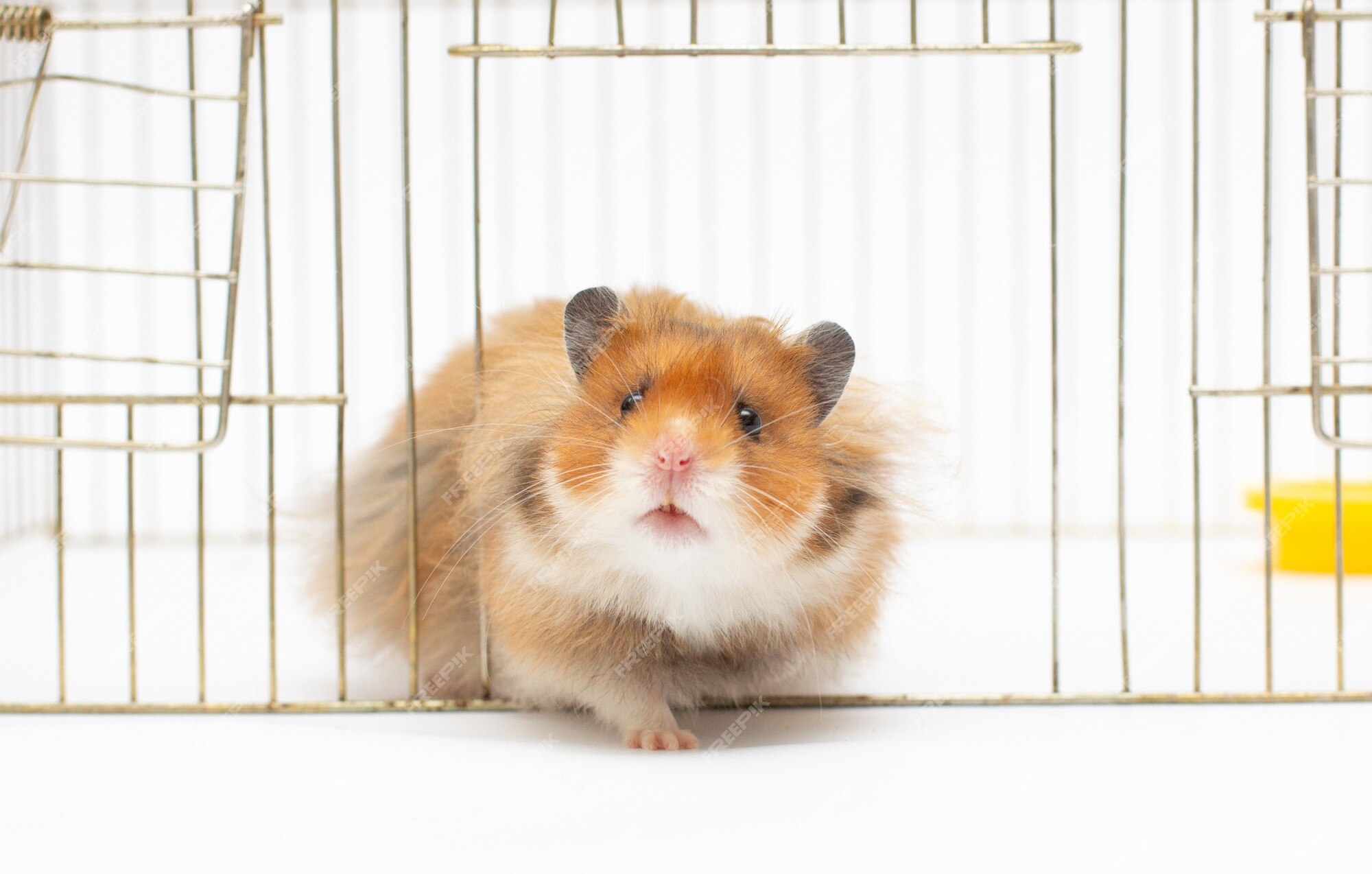 Golden Syrian Hamster » Pet Profile: Cage, Food, Lifespan