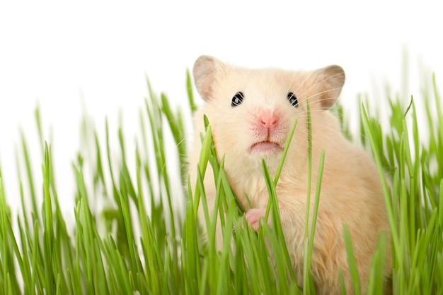 cute brown hamster sitting in the grass looking straight ahead