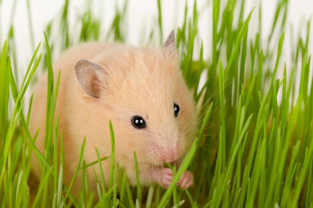 cute brown hamster sitting in green grass