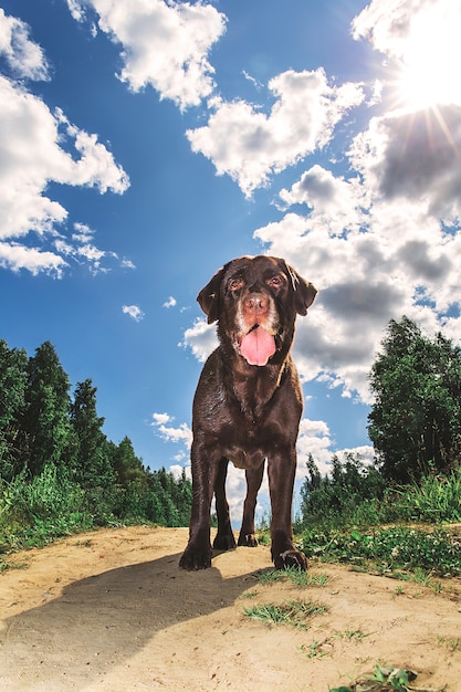 Cute brown labrador dog standing on sandy road and looking at cameraagainst cloudy sky on sunny day in nature