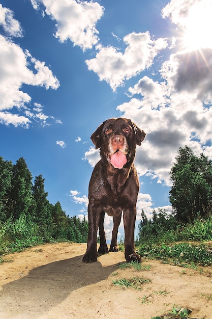 Foto simpatico cane labrador marrone in piedi su una strada sabbiosa e guardando la telecamera contro il cielo nuvoloso in una giornata di sole in natura