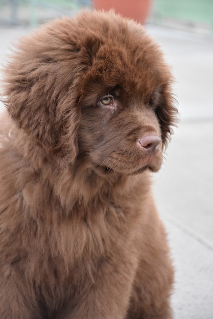 悲しそうに見えるかわいい茶色のニューファンドランド子犬犬