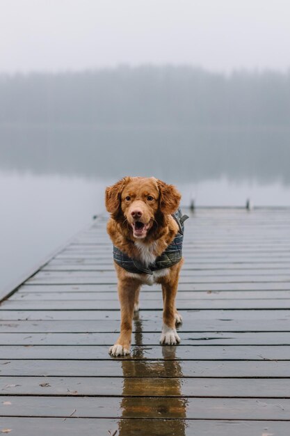 Cute brown nova scotia duck tolling retriever with open mouth
staying on wooden pier. travelling with dog. foggy forest on
background. selective focus on animal, copy space. domestic animals
in nature