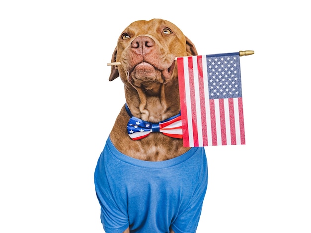 Cute brown puppy and American Flag CLoseup