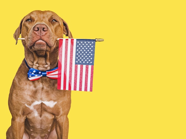 Cute brown puppy and an American Flag