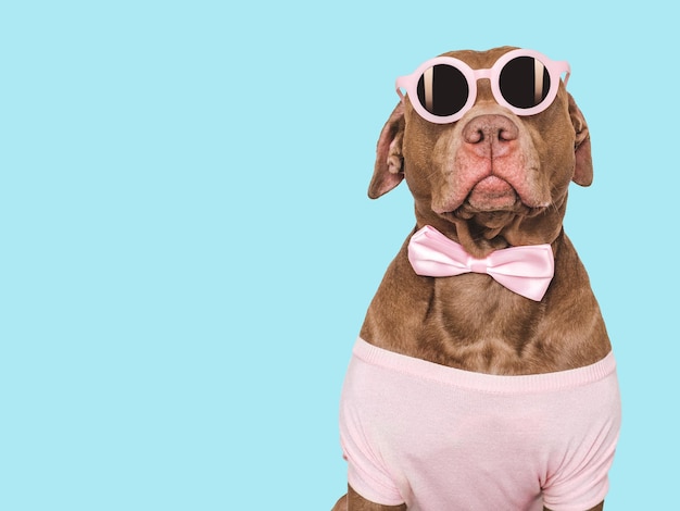 Фото Милый коричневый щенок и солнцезащитные очки подготовка к путешествию