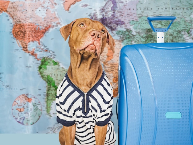 Cute brown puppy and a blue travel suitcase