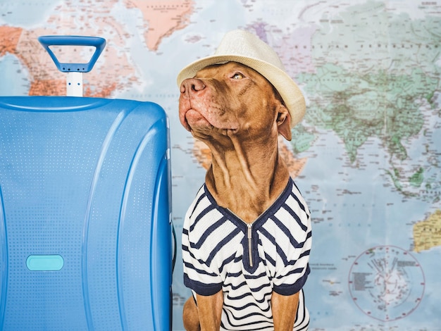 Cute brown puppy and a blue travel suitcase