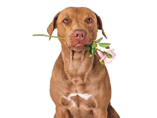 Cute brown puppy and bright flowers Closeup indoors Studio shot Congratulations for family relatives loved ones friends and colleagues Pets care concept