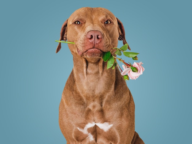 Cute brown puppy and bright flowers Closeup indoors Studio shot Congratulations for family relatives loved ones friends and colleagues Pets care concept