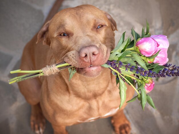 Cute brown puppy and bright flowers Closeup indoors Studio shot Congratulations for family relatives loved ones friends and colleagues Pets care concept