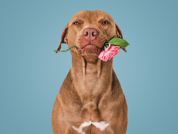 Cute brown puppy and bright flowers Closeup indoors Studio shot Congratulations for family relatives loved ones friends and colleagues Pets care concept