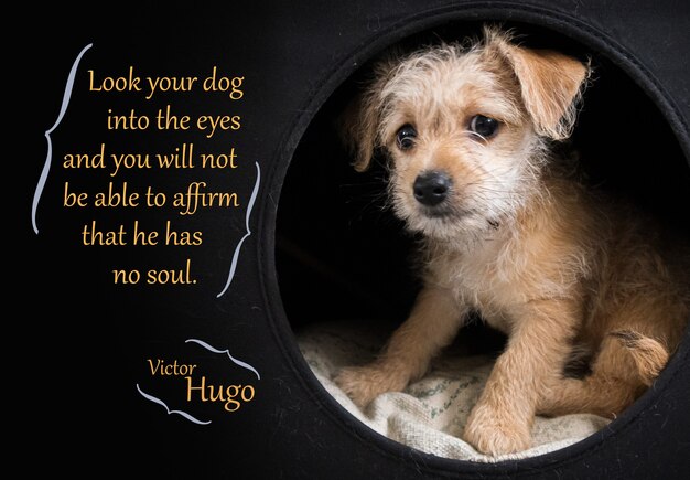 Cute brown puppy illustrating Victor Hugo quotation over black