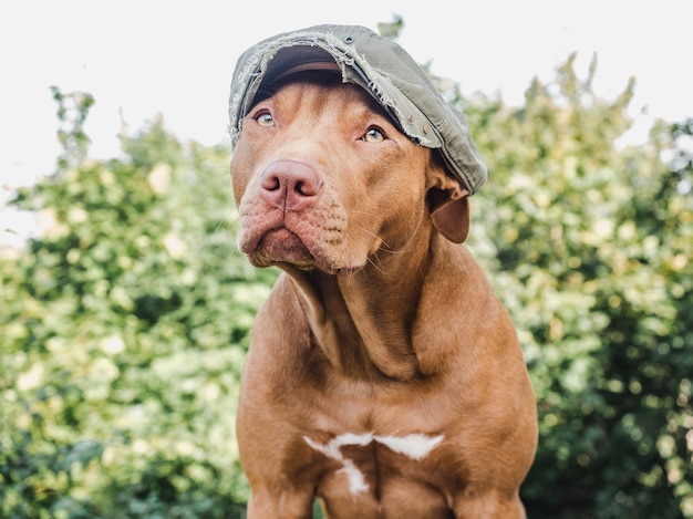 cute brown puppy with hat