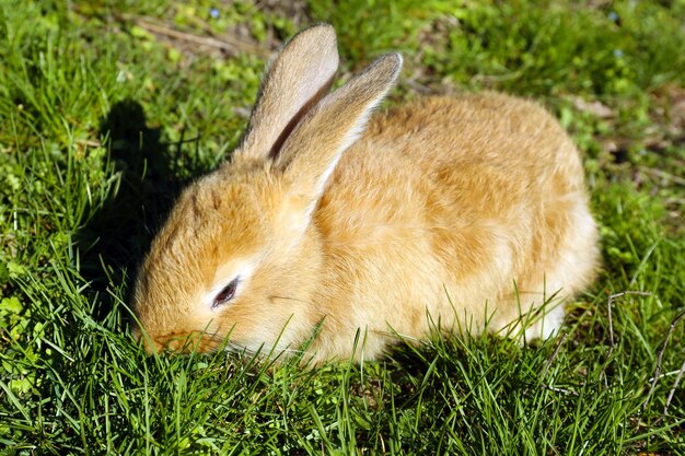 Cute brown rabbit on green grass background