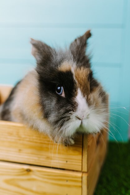 Cute brown rabbit is sitting in a wooden box on a blue wall