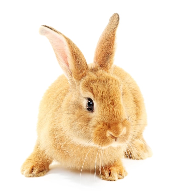 Симпатичный коричневый кролик, изолированный на белом
