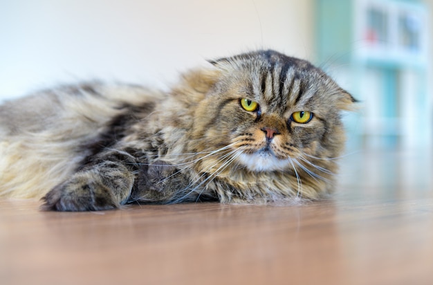 Cute brown scottish fold cat lying on the floor