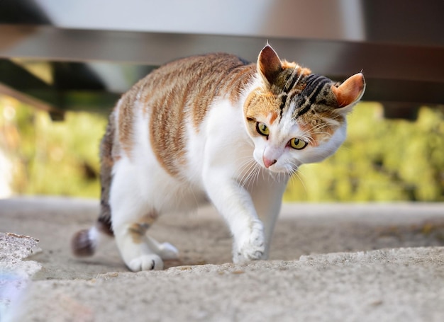 A Cute Brown And White cat outdoo