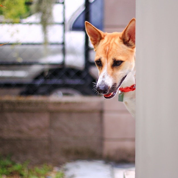 The cute brown and white dog appear out of the house's walls and look skeptical