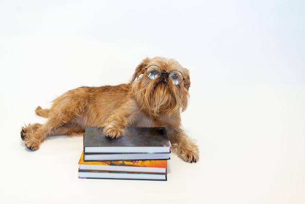 A cute Brussels Griffon dog with glasses is reading a book on a white background