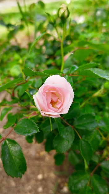 cute bud of a rose