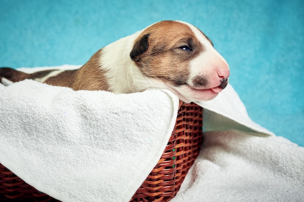 Photo cute bull terrier puppy sleeping miniature newborn pet 10 days old lies on a white background