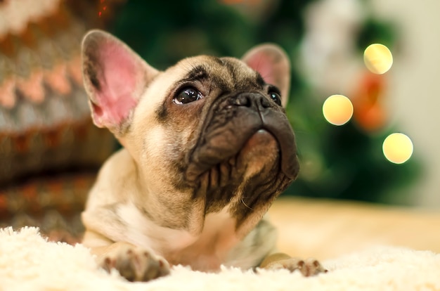 写真 かわいいブルドッグの子犬は枕で休んでいます。新年。クリスマス