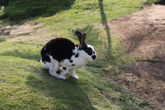 cute bunnies are playing and relaxing on the green grass in the park