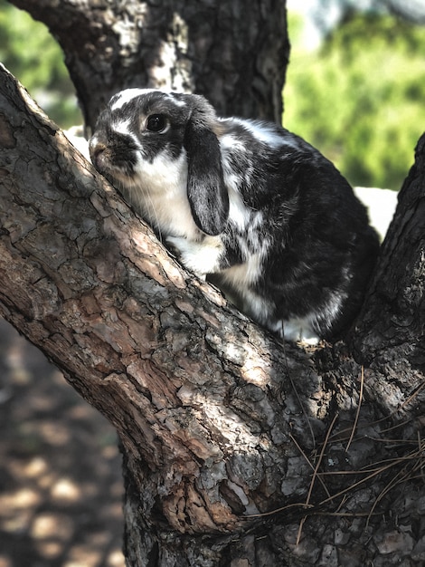 Animale domestico sveglio del coniglietto su un ramo di albero