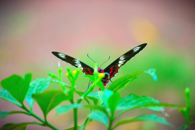 Cute butterfly on the flower plant in natures background