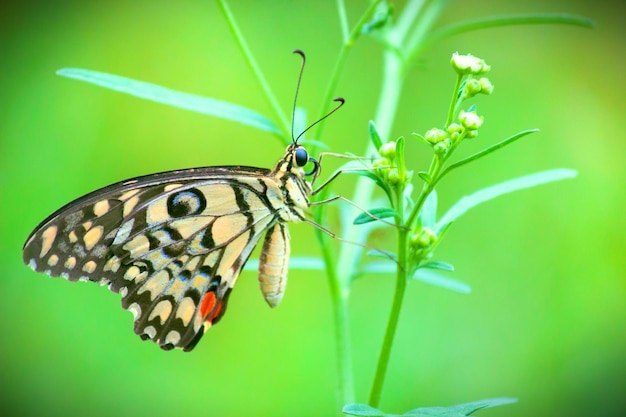 Cute butterfly on the flower plant in natures background