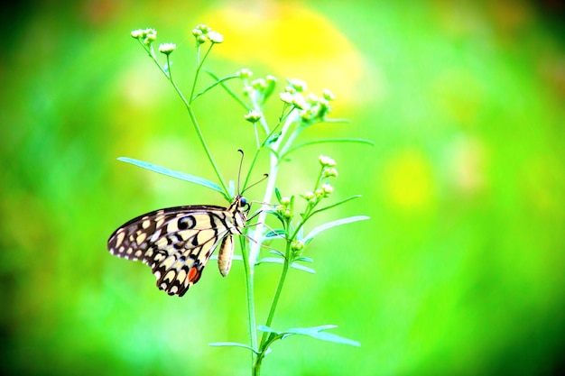 Cute butterfly on the flower plant in natures background