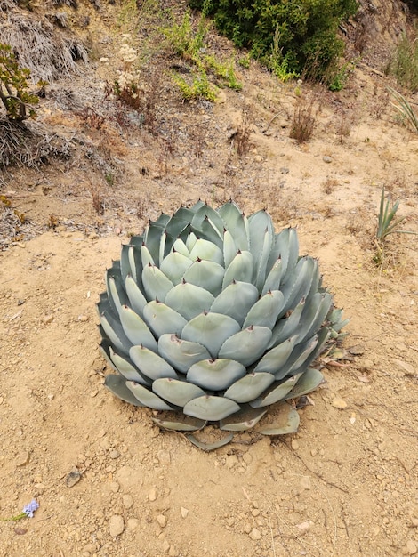 Photo cute cactus agava