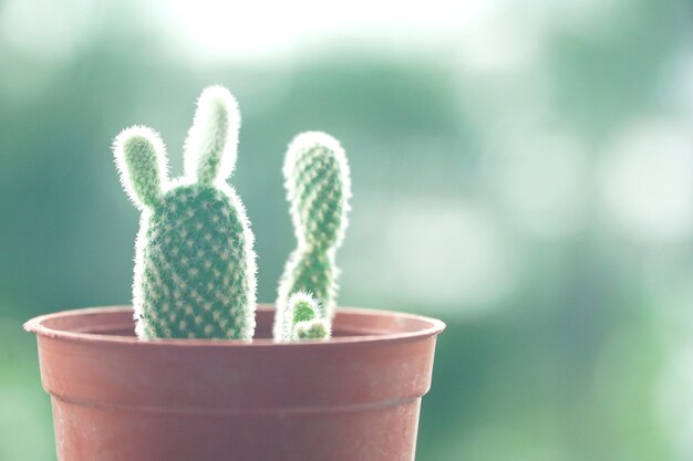 Cute cactus on natural background