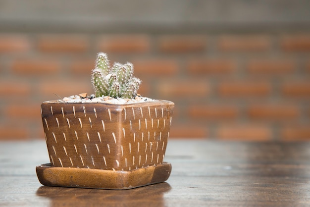 Foto vaso di cactus carino. piccolo cactus sul tavolo di legno in casa.