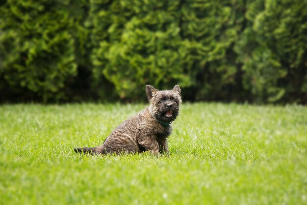 Cute cairn terrier dog on green grass in the park on a sunny day. Terrier dog breed