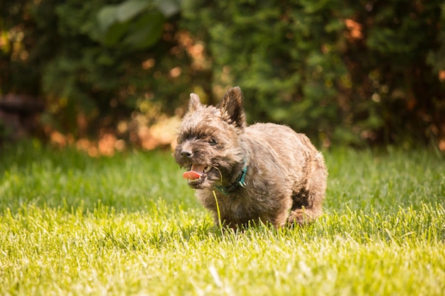 Cute cairn terrier dog on green grass in the park on a sunny day. Terrier dog breed