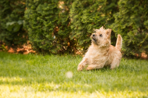 Cute cairn terrier dog on green grass in the park on a sunny day. Terrier dog breed