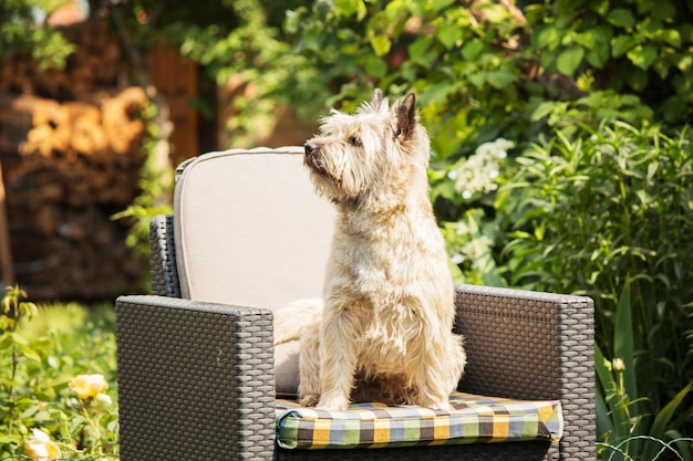 Cute cairn terrier dog on green grass in the park on a sunny day. Terrier dog breed