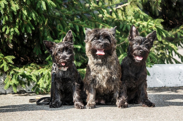 Cute cairn terrier dog on green grass in the park on a sunny day. Terrier dog breed