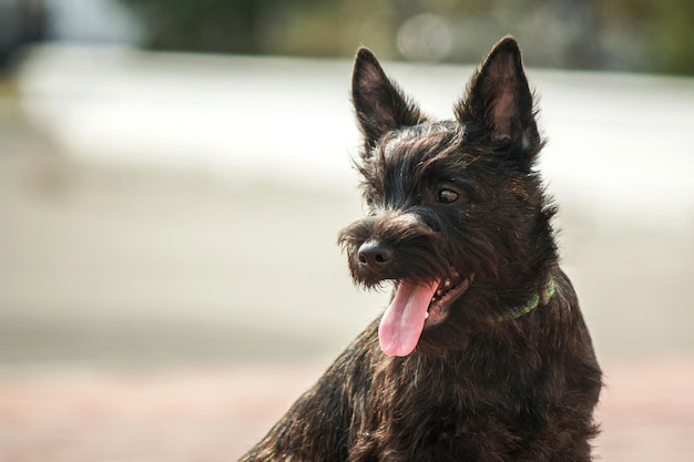 Cute cairn terrier dog on green grass in the park on a sunny day. Terrier dog breed