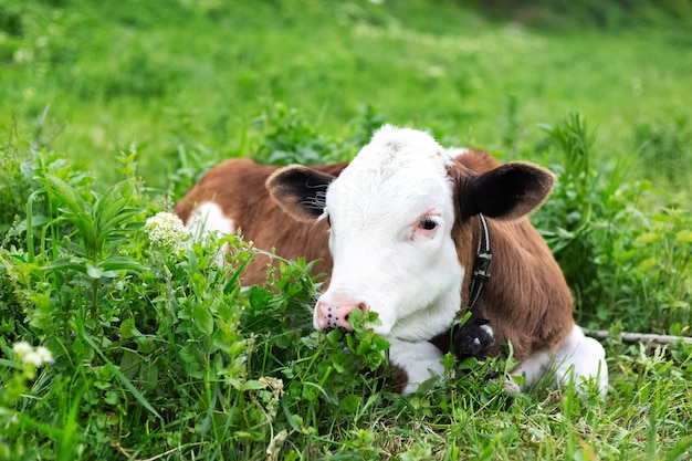 Cute calf lying in green grass of meadow.